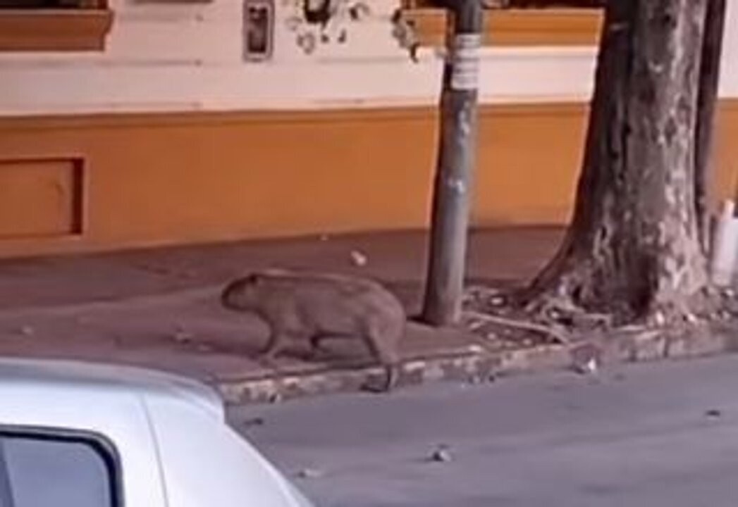 Capybara Walks Through the Streets of Tigre