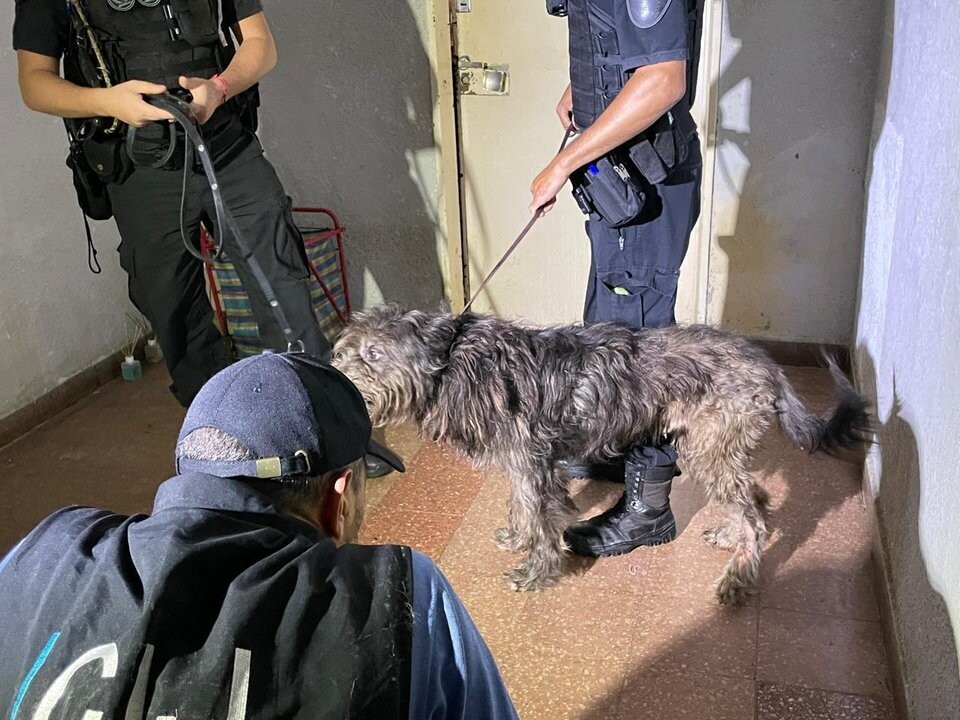 Animal Rescue in Balvanera