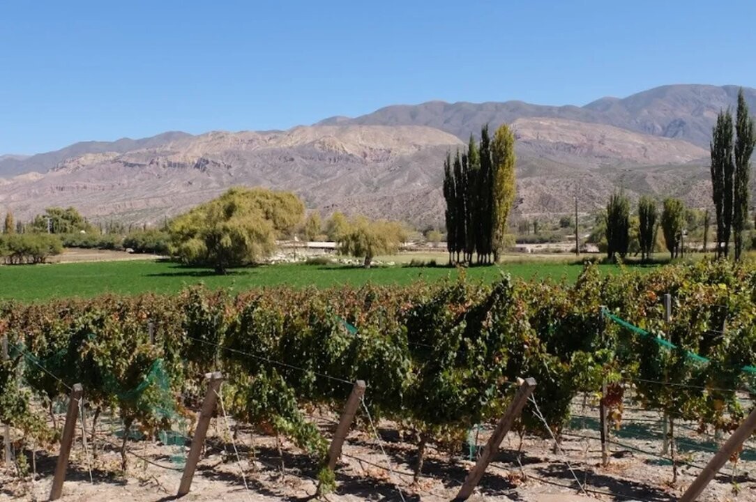 Bodegas de Jujuy buscan posicionarse como destinos turísticos de primer nivel