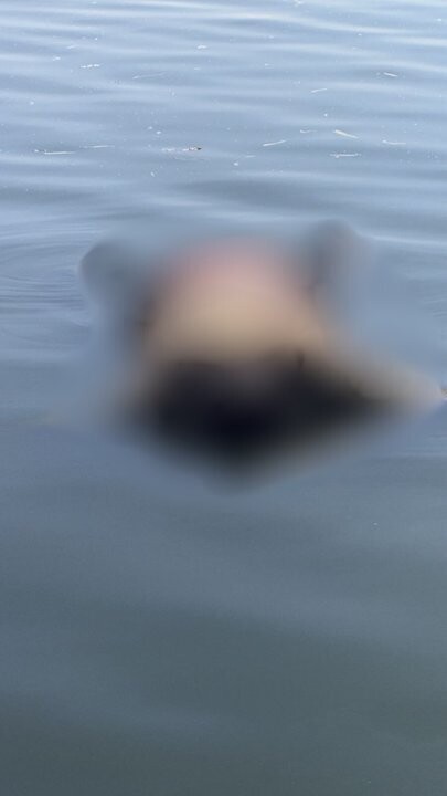 布宜诺斯艾利斯附近潟湖中发现男性尸体