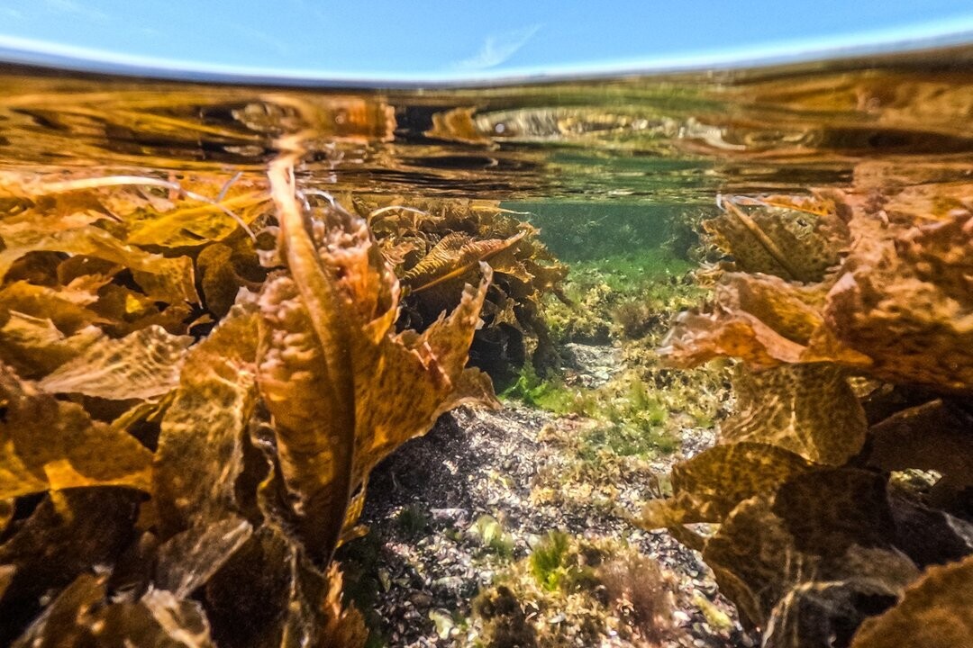 A Natural Symphony in the Patagonian Intertidal Zone
