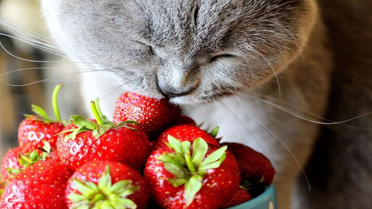 Фрукты, которые можно давать кошкам для улучшения здоровья