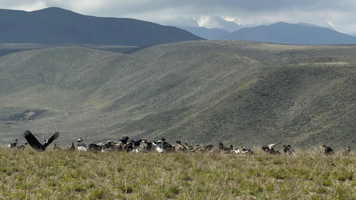 В Аргентине зафиксировано рекордное скопление андских кондоров