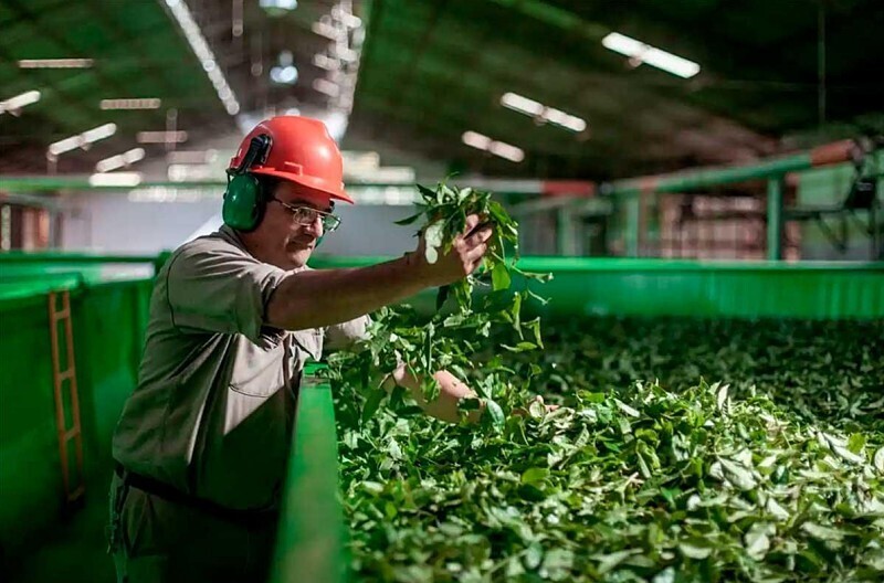 Спор о йерба-мате: прошлые и текущие вызовы в провинции Мисьонес