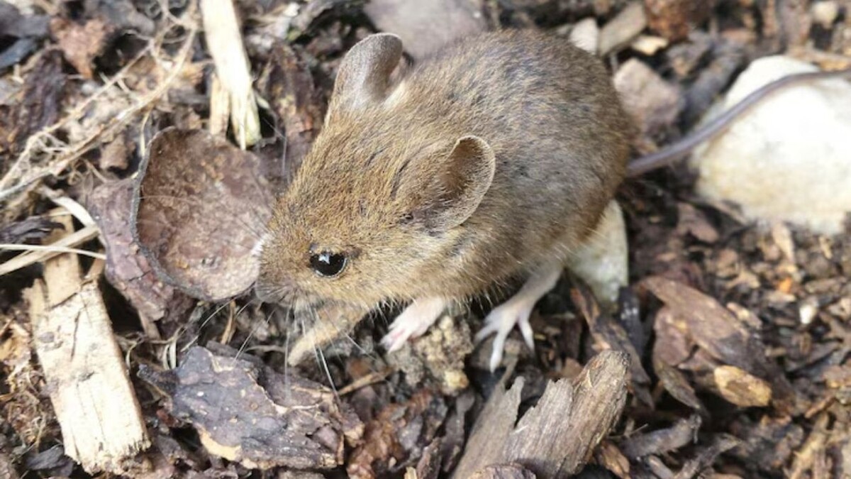 В Аргентине тренируют более 150 специалистов для борьбы с разрывом в вакцинации
