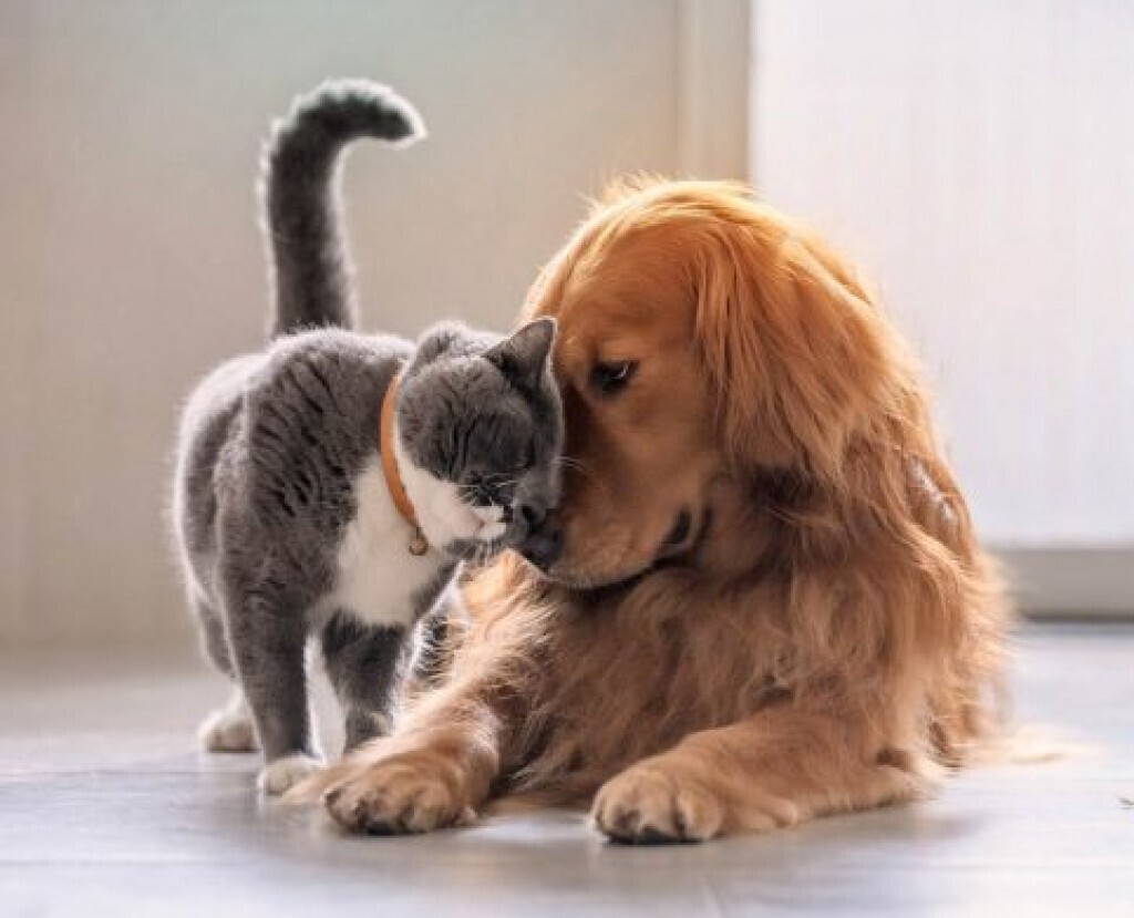 阿根廷呼吁宠物寄生虫的自觉预防