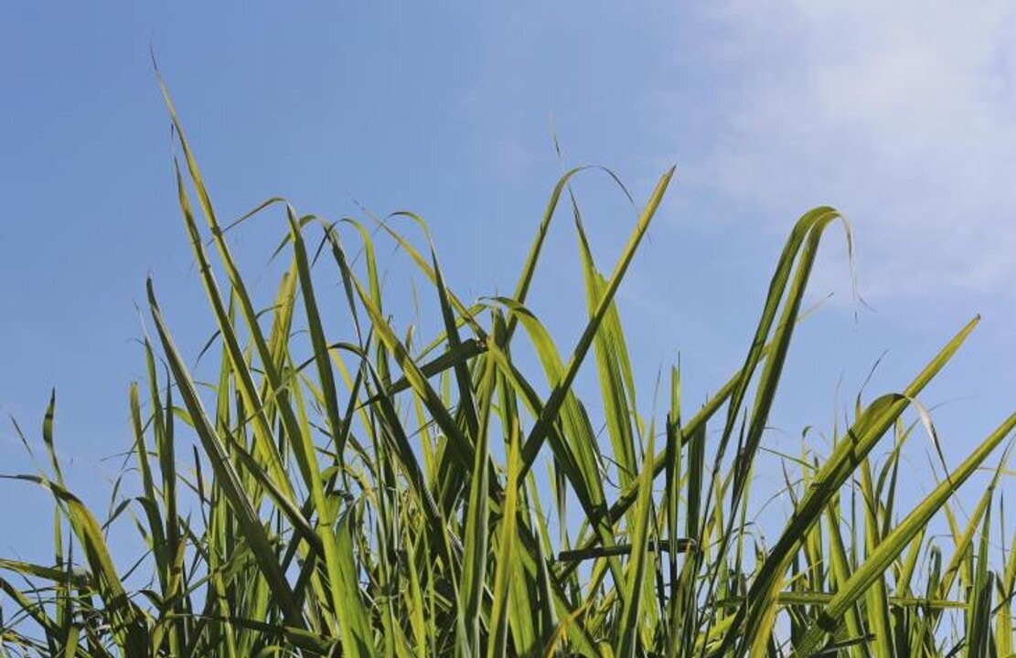 Сахарный сезон в Тукумане установил рекорд по переработке тростника