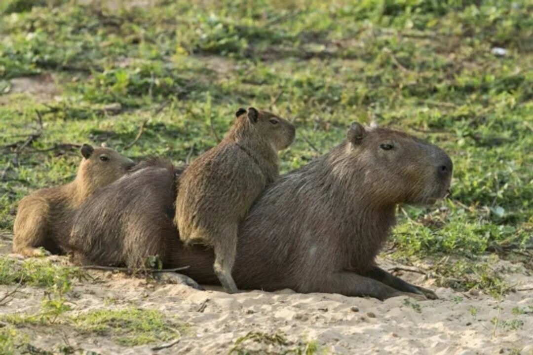 Court Halts Capybara Relocation in Nordelta
