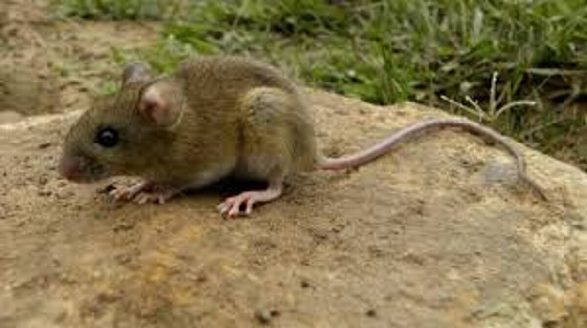 Río Negro Confirms Positive Hantavirus Case