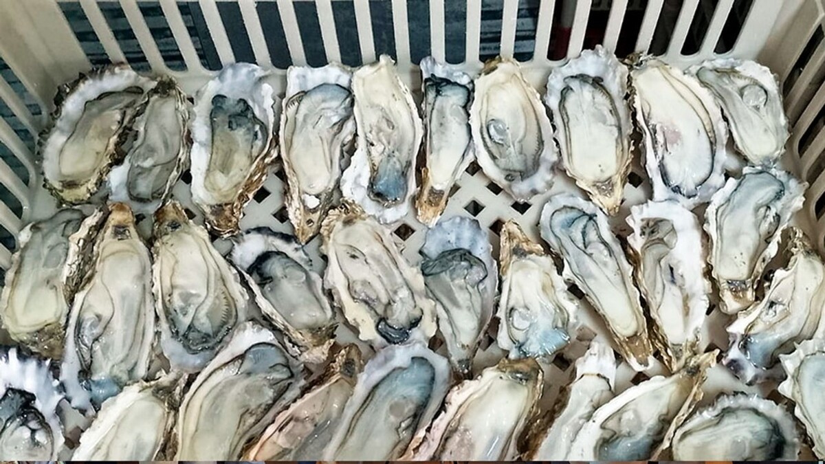 Аргентинские ученые создали первый национальный соус из инвазивных устриц