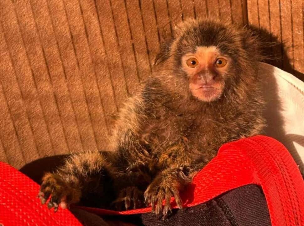 Young Couple Rescues Titi Monkey from Illegal Traders