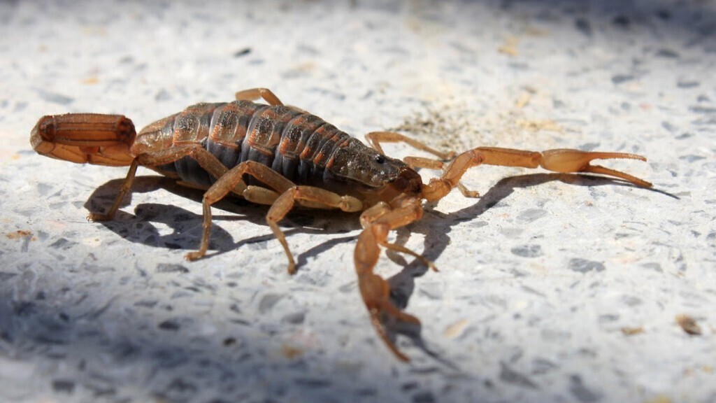 Scorpionism Cases Decrease in Argentina