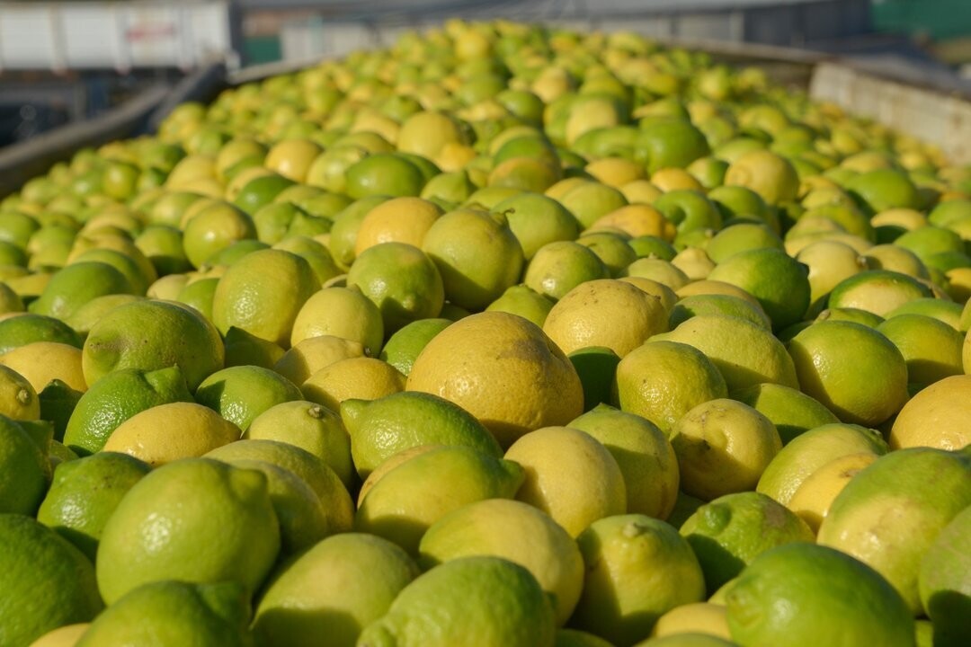 Argentina Opens Citrus and Beef Exports to Ecuador