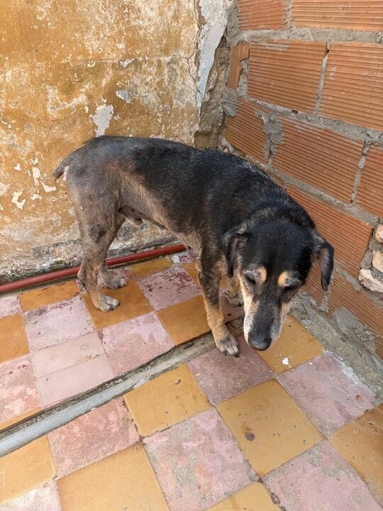 Dog Rescue in Buenos Aires