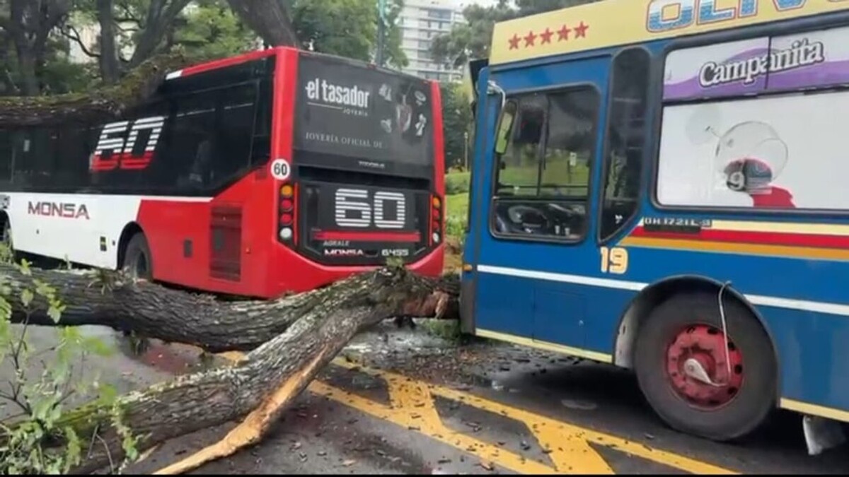 布宜诺斯艾利斯公交车被倒下树木砸中