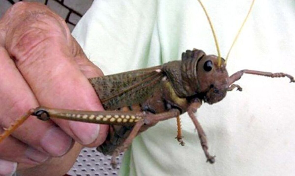 Argentina Declares Phytosanitary Alert Due to Tucura Sapo Insect