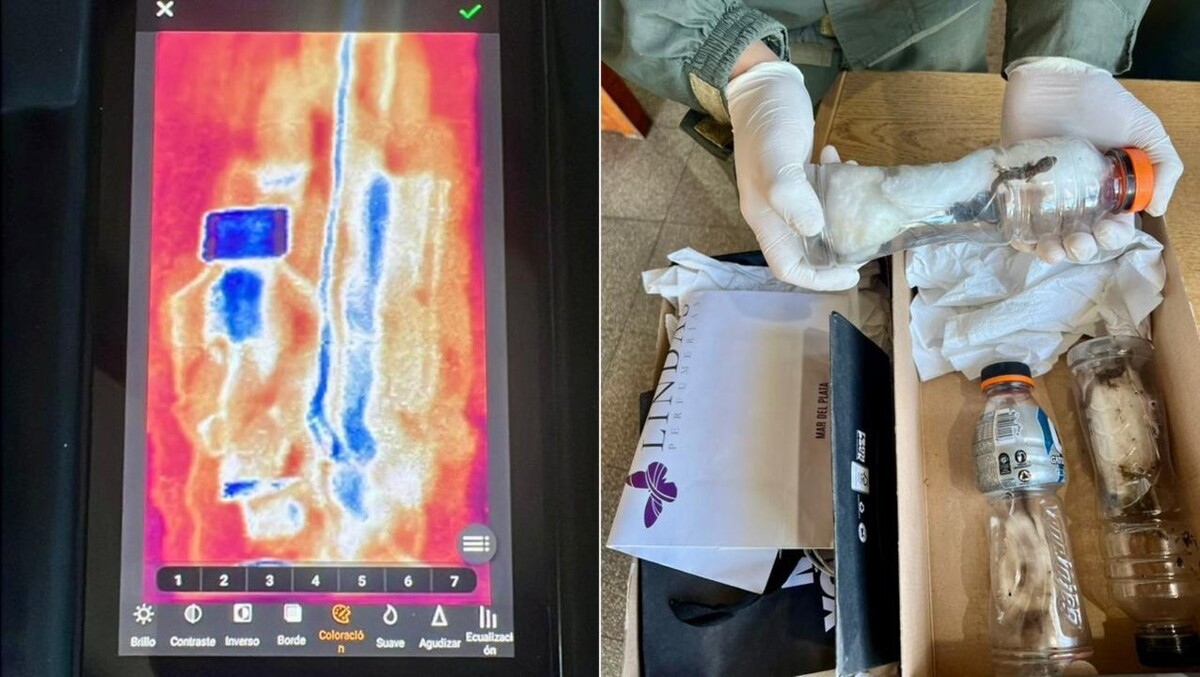 National Gendarmeria Seizes Drugs and Reptiles in Raids