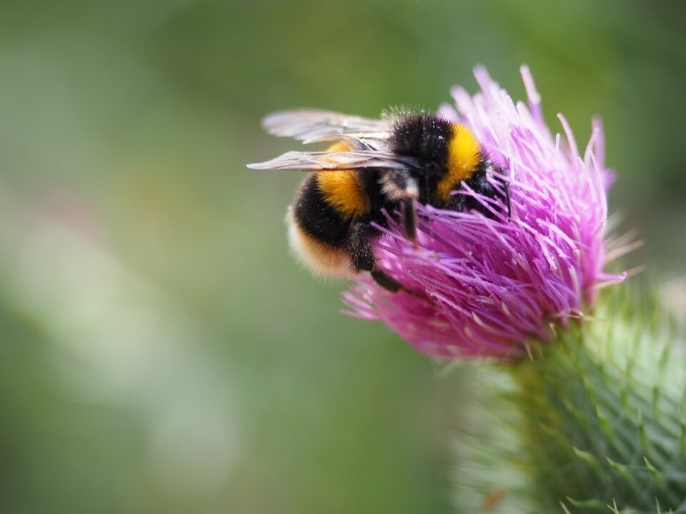 Bees Learn to Avoid Contaminated Pollen