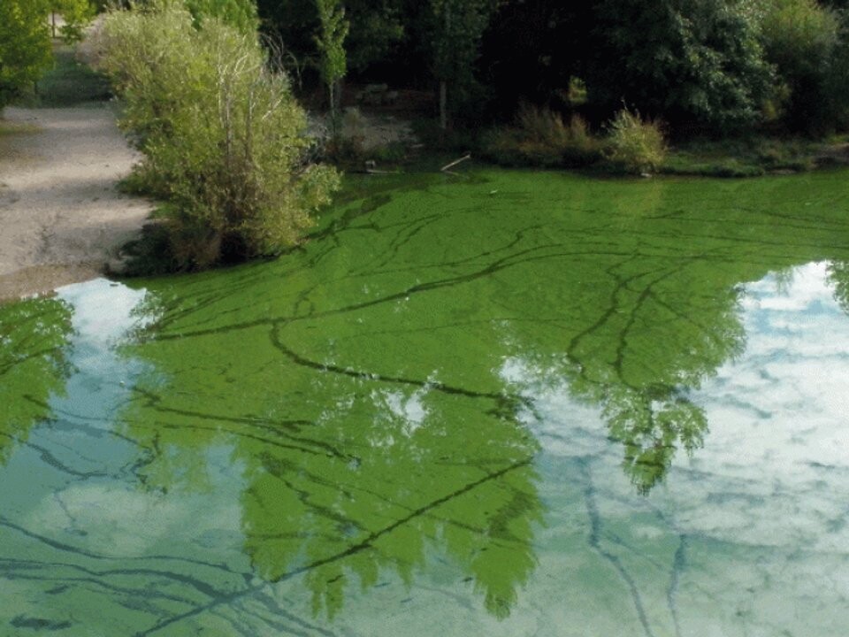 Цианобактерии в провинции Буэнос-Айрес вызывают тревогу