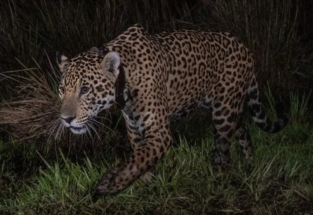 Liberation of Takajay in Iberá National Park