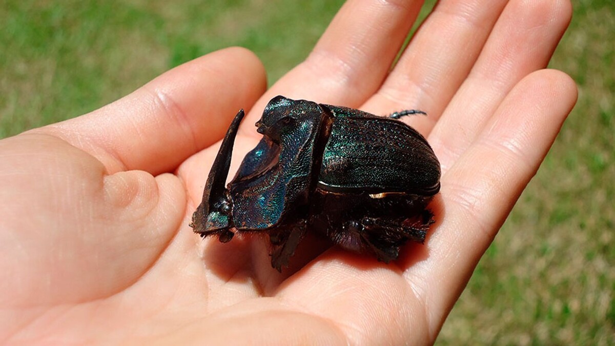 История эволюции навозных жуков переписана аргентинскими учеными