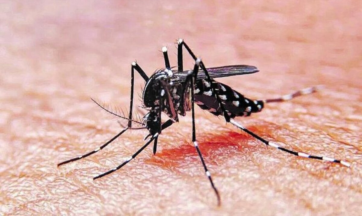 Советы по профилактике вспышки денге в Аргентине