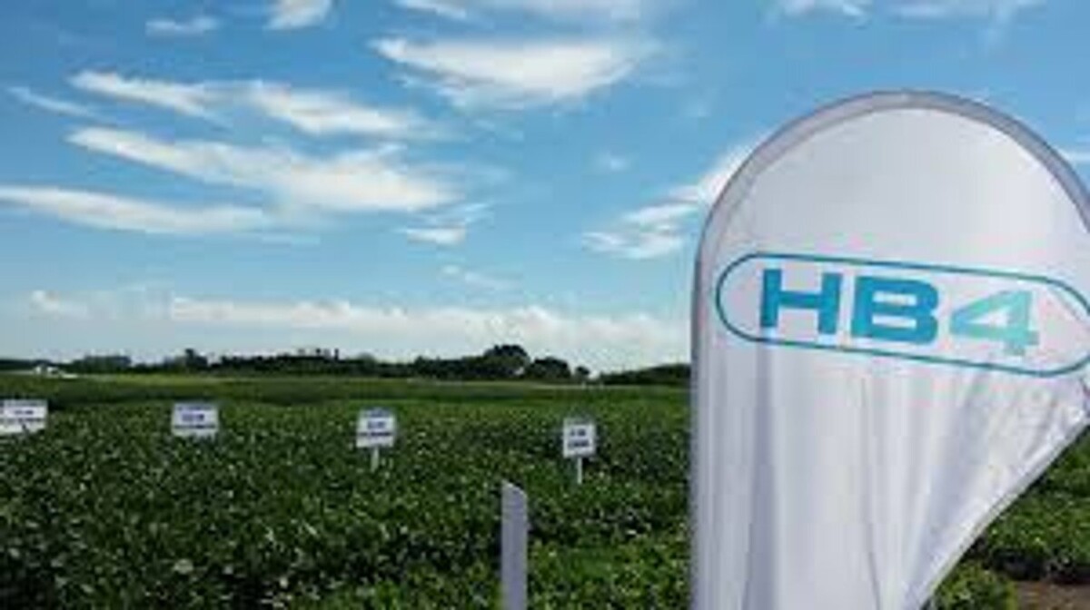 Argentina's HB4 Soy: Innovation Against Drought and Export Challenges