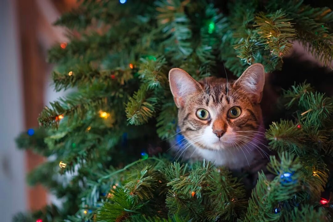 How to Protect Your Christmas Tree from Cats