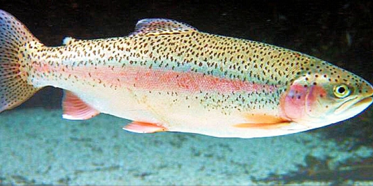 Пятеро аргентинцев оштрафованы за незаконный вылов рыбы