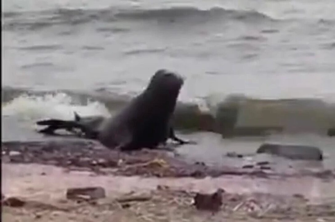 Sea Lion Appears in Buenos Aires