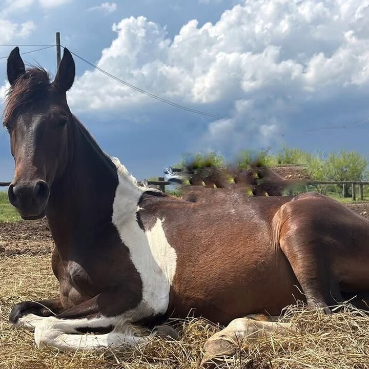 Аргентинская организация отчаянно ищет новый дом для 300 лошадей