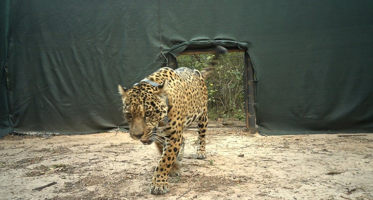 Радиошейник убитой ягуарихи найден в реке в Аргентине