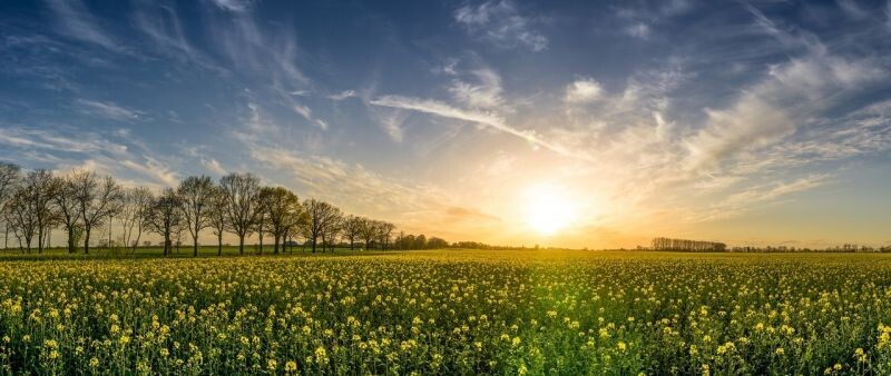 Решение проблем в животноводстве: случай свиноводства в Аргентине