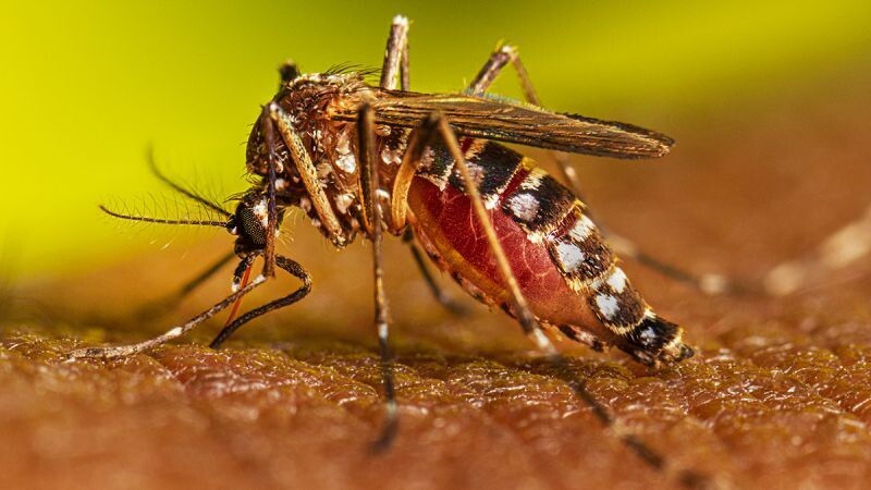 Новое исследование раскрывает секреты комара Aedes Aegypti