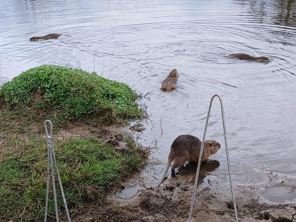 Аргентина переселила более 100 копи в природные среды обитания