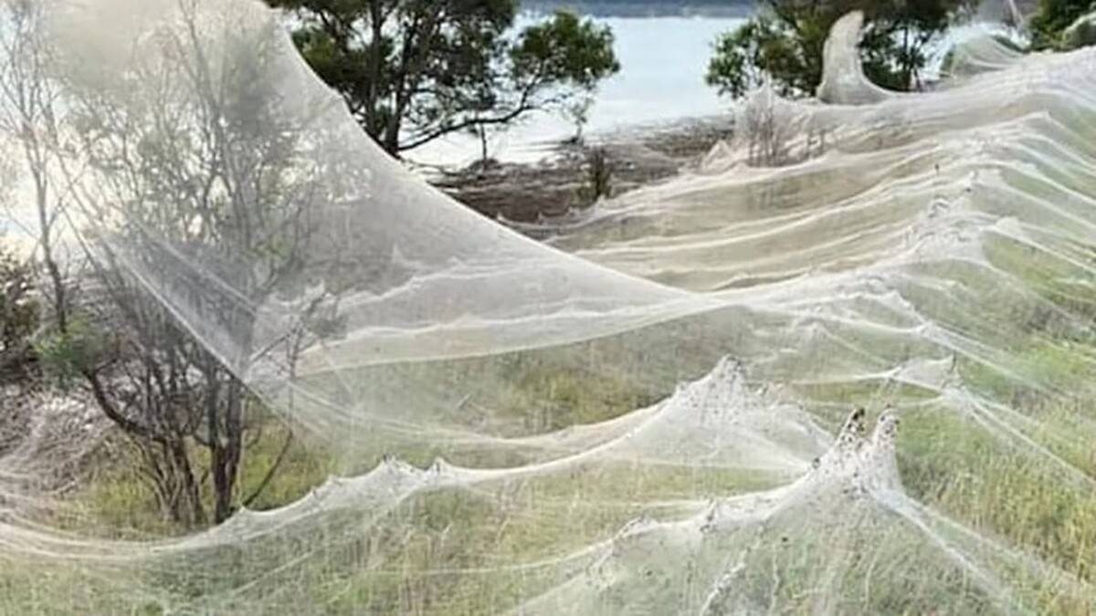 Extraordinary 'Rain of Spiders' in Catamarca