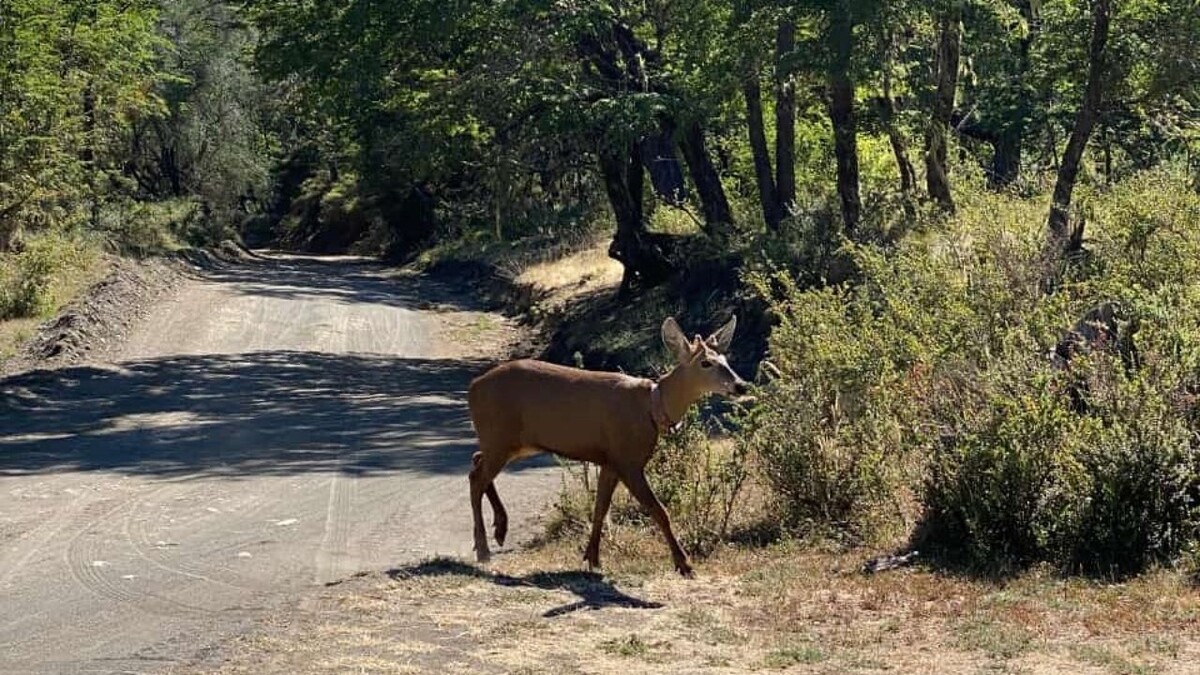 Return of the Huemul to Lanín National Park