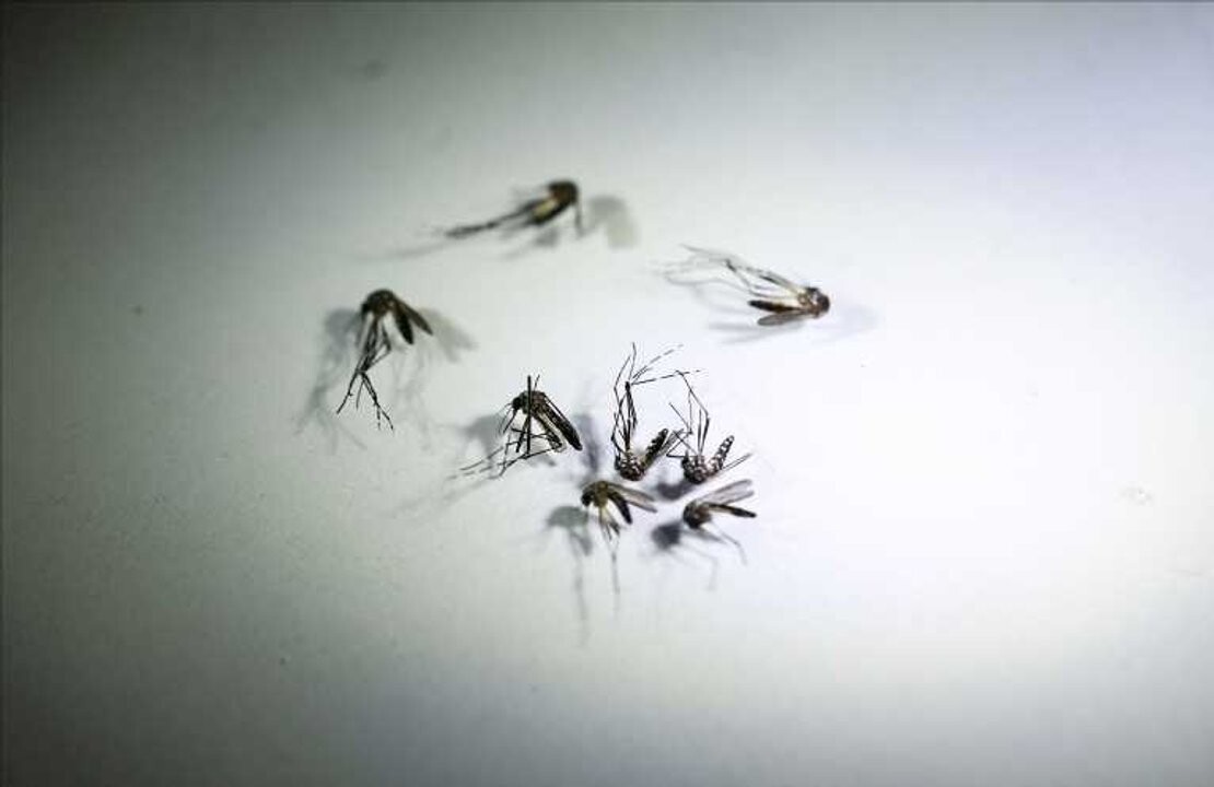 Аргентина сталкивается с вспышкой денге с более чем 447 000 случаев в 2024 году