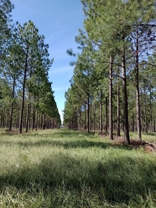 Gobierno nacional lanza plataforma digital para el sector forestal