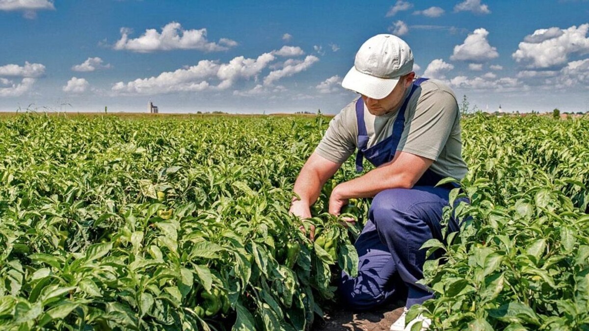 Argentina Extends Norm for Seasonal Workers