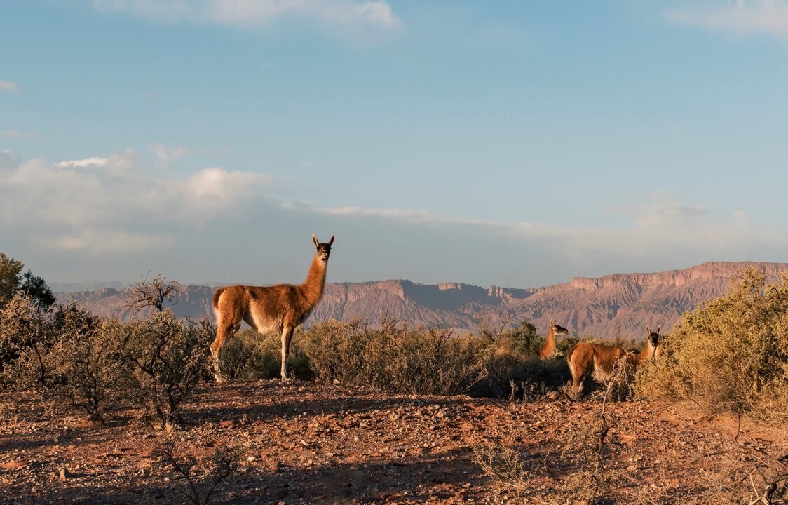 Аргентина, Ла-Риоха: Мука, базилик и традиция