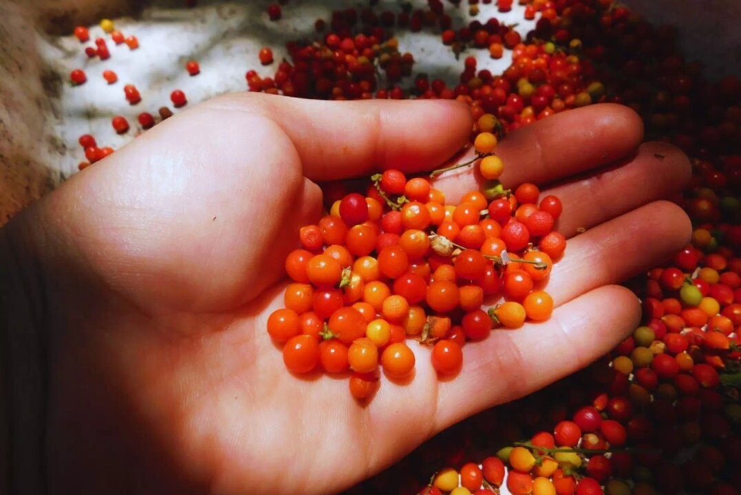 INTA研究改进本土植物繁殖