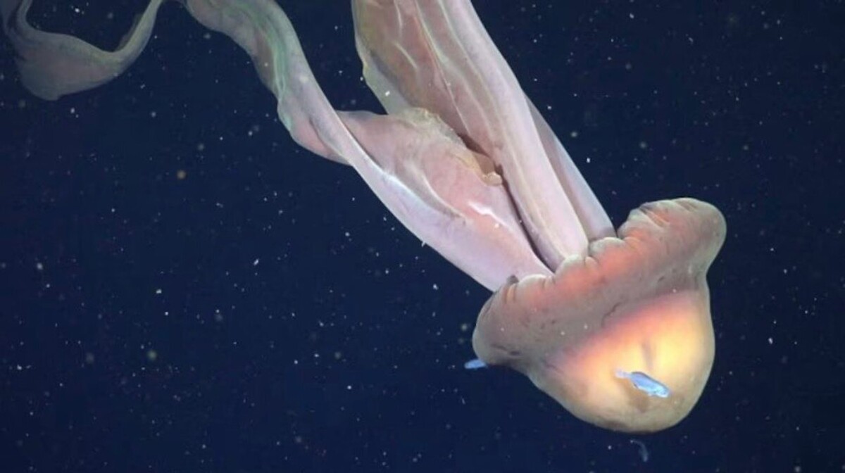 Исследователи Аргентины засняли редкую медузу-призрак