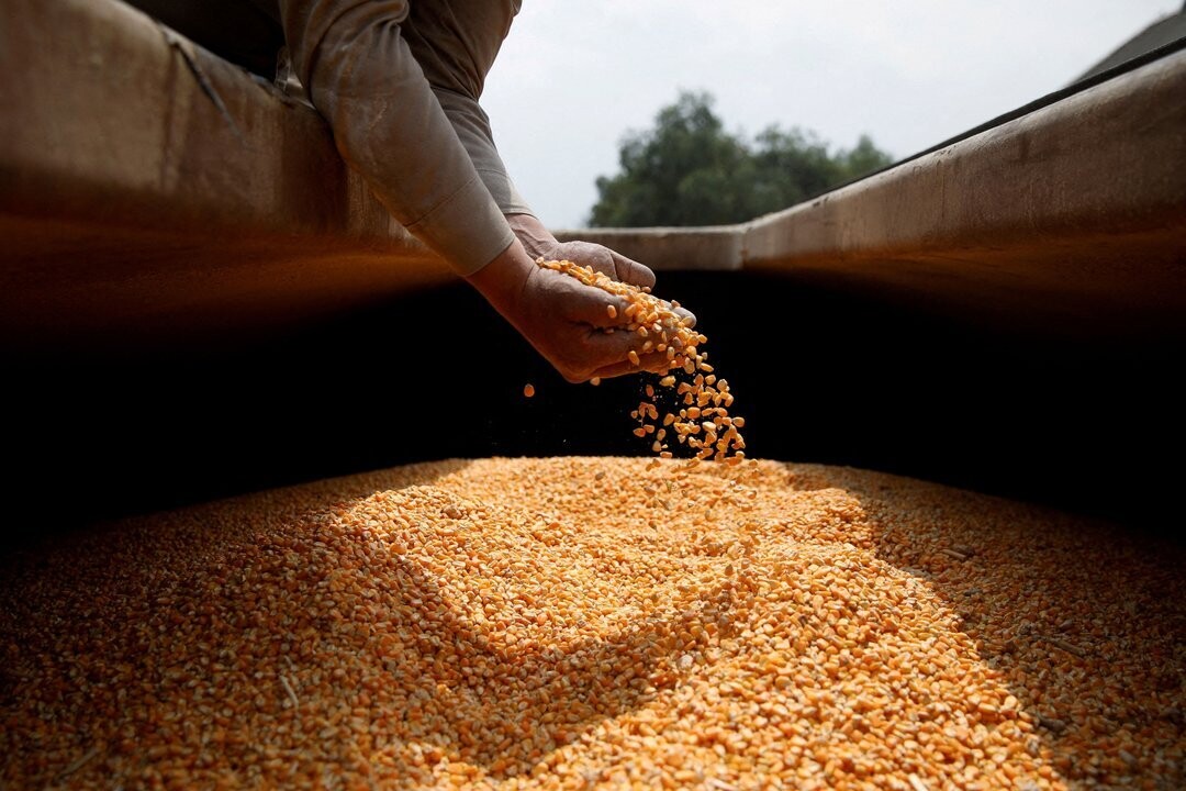 Argentina Loses Foreign Investors Due to Outdated Seed Legislation