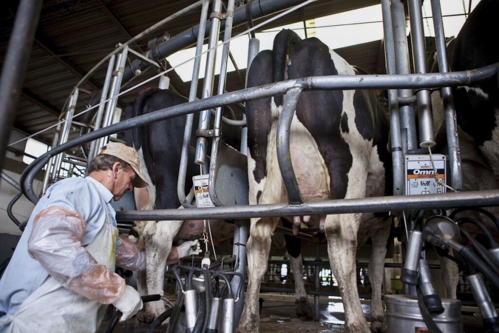 Argentina's Dairy Exports Grow by 19%
