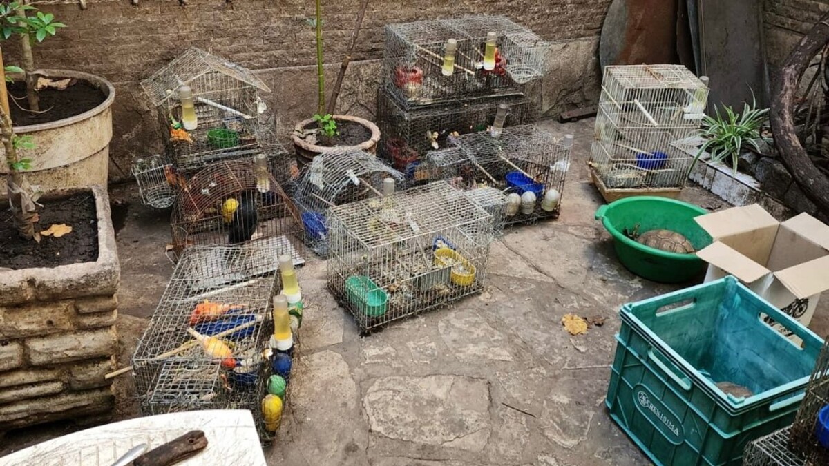 Historic Ruling for Rescued Canaries in Buenos Aires