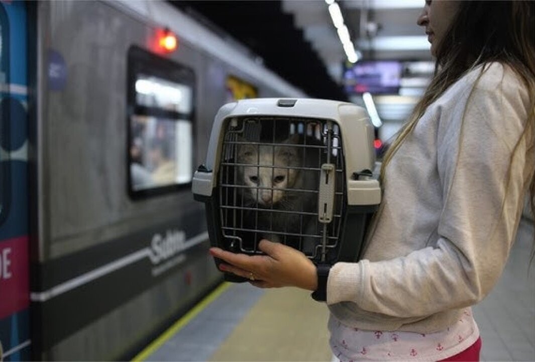 Pet-Friendly Subway Rules in Buenos Aires