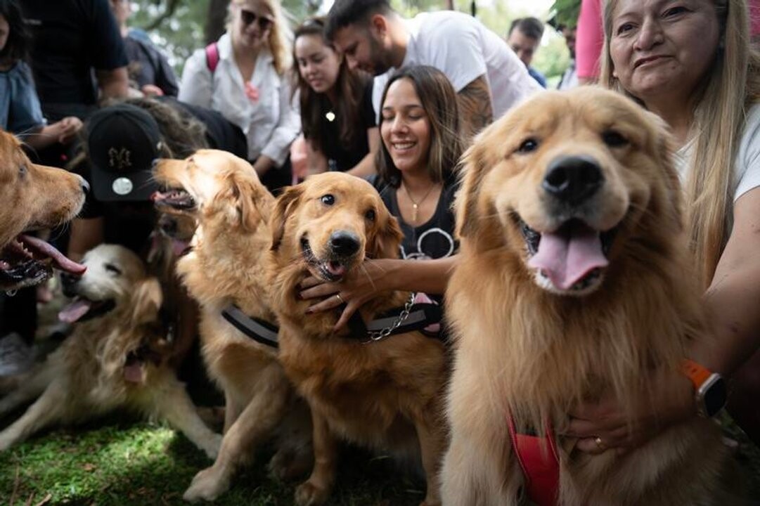 Thousands of Golden Retrievers Gather in Buenos Aires Park