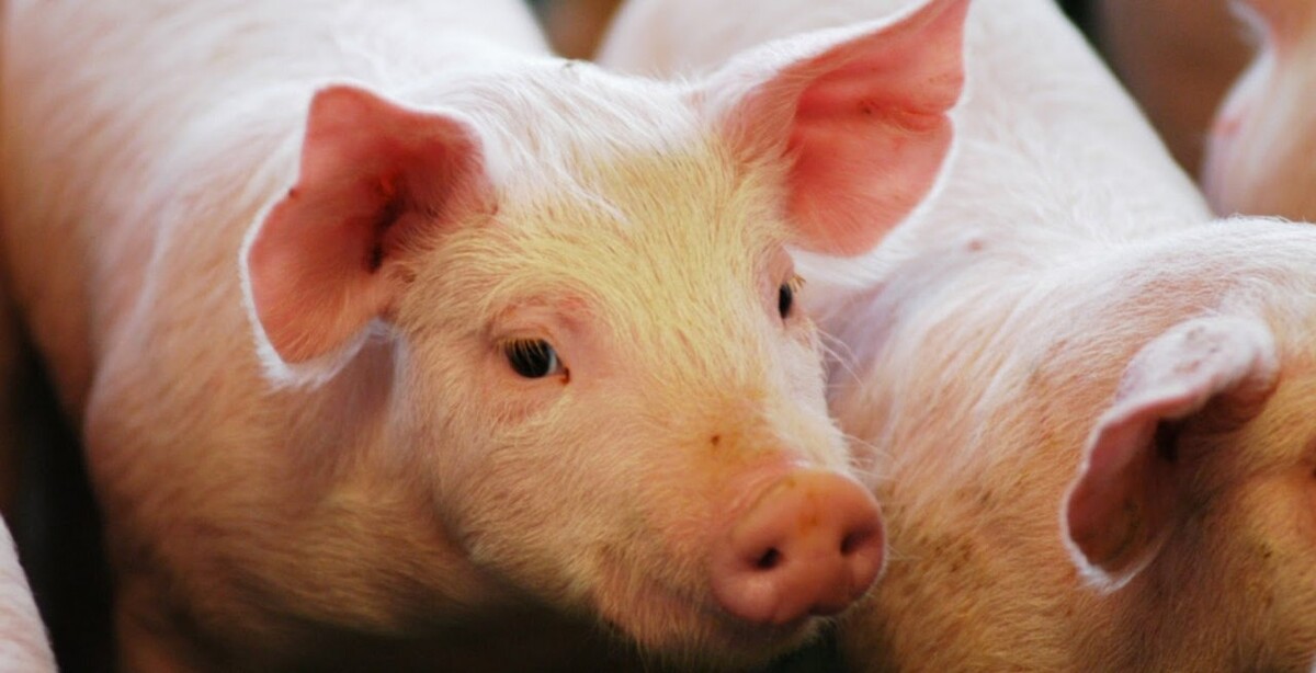 Argentina destina $13.7 mil millones para apoyar al sector porcino
