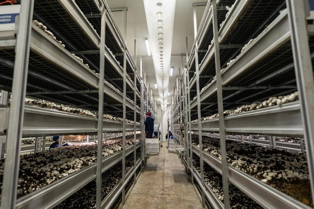Argentine Company Sets Ambitious Mushroom Production Goal